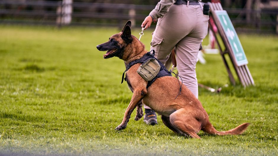 Willkommen bei der Adrian Dog School